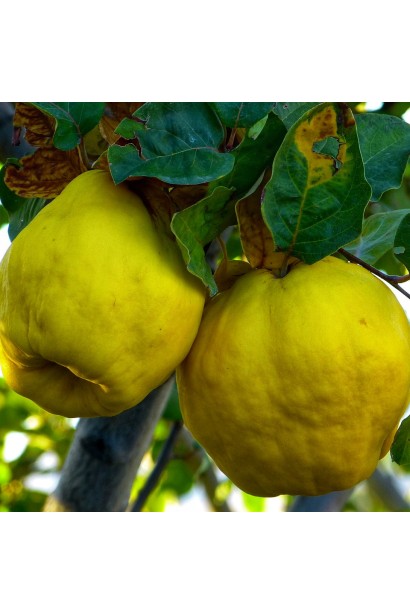 Дозрілі плоди айви Румо крупним планом